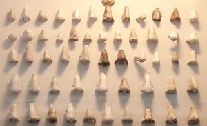 Blog 2014 11 10 Nasothek_(Nasen)