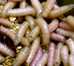 Blog 2015 06 11 Waren er in de negentiende eeuw al voorlopers van de plofkip afb